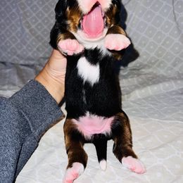 Bernese Mountain Dog Puppies from J & J Meadows