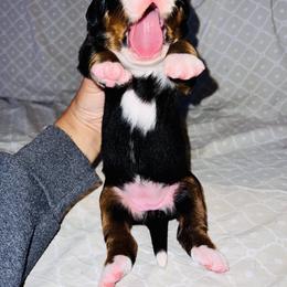 Bernese Mountain Dog Puppies from J & J Meadows