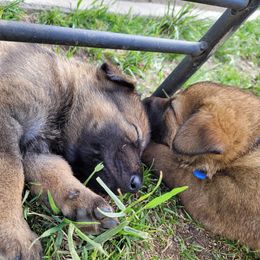 German Shepherds from Wolverine Shepherds