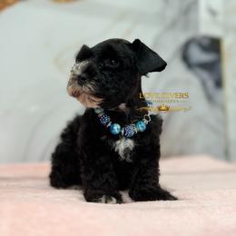 AKC Black Boy - Black male Miniature Schnauzer puppy in Lake Placid, Florida from Love Giver Schnauzers