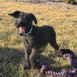 Girl 5 - Teal Collar - Black female Giant Schnauzer puppy in St George, Utah from Schnauzer Ranch
