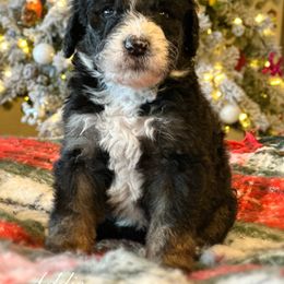 Addie - Tri-color female Bernedoodle puppy in Salina, Oklahoma from Hudson Shore Bernedoodles