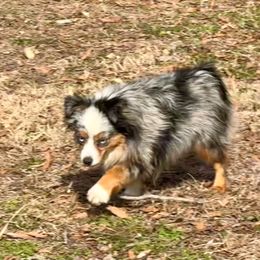Stella - Toy Australian Shepherd