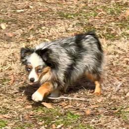 Stella - Toy Australian Shepherd