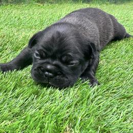 French Bulldog Puppies from jack & Ruby's Frenchies