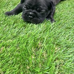 French Bulldog Puppies from jack & Ruby's Frenchies