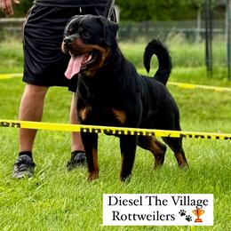 Rottweiler All Grown Up from The Village Rottweilers