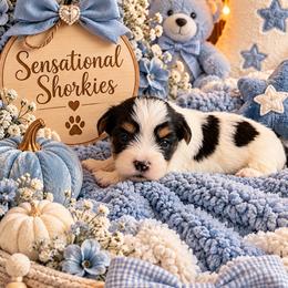 Blue Collar - Black and white male Shorkie puppy in Staten Island, New York from Sensational Shorkies