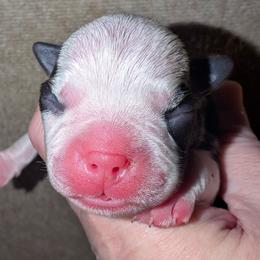 Girl 2 - Black brindle and white female Boston Terrier puppy in Kingsport, Tennessee from Sleepwalker Bostons