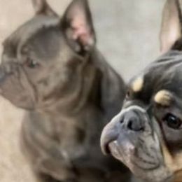 French Bulldogs from A Royal Frenchie