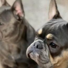 French Bulldogs from A Royal Frenchie