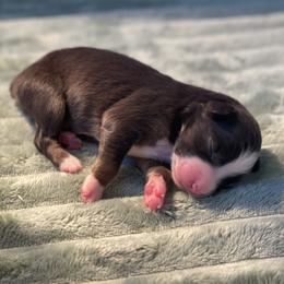 Magnolia - Black tri-color female Australian Shepherd puppy in Salinas, California from AA Aussies