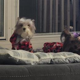 Yorkshire Terrier puppies from Yorkies of Pineville