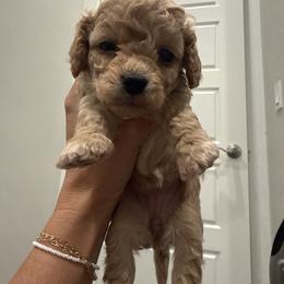 Lily - Apricot female Cavapoo puppy in Spanish Fork, Utah from Hamann's Cavapoo Puppies