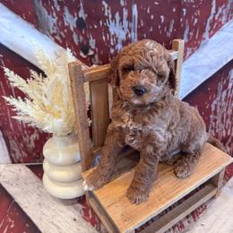 Jonah - Red  male Goldendoodle puppy in Bucyrus, Missouri from Hill Top Pomskies