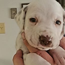 Boy 2 - Dalmatian puppy in Westfield, Massachusetts from Adopt A Spot New England