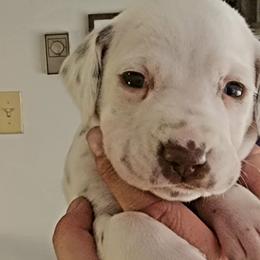 Boy 2 - Dalmatian puppy in Westfield, Massachusetts from Adopt A Spot New England