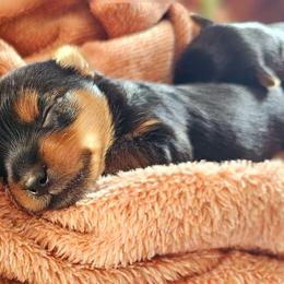 Poodle and Yorkshire Terrier Puppies from York Terrier Treasures