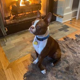 Boston Terrier All Grown Up from Them Boys Game Farm