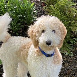 Bernedoodles, Goldendoodles, Poodles, and Sheepadoodles from Lindy’s Doodles