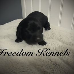 Dachshund Puppies from Queen Bee Doxies