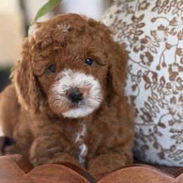 Fire fly - Red  male Goldendoodle puppy in Yuciapa, California from AlltheDoodlez_