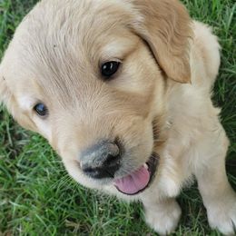 Golden Retriever Puppies from KM Golden Retrievers
