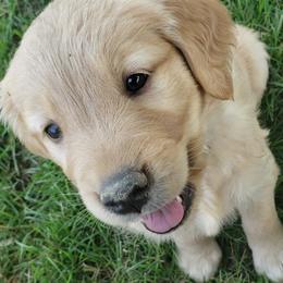 Golden Retriever Puppies from KM Golden Retrievers