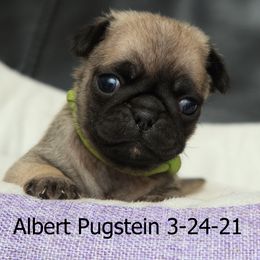 Pug Puppies from Bradley's Pugs