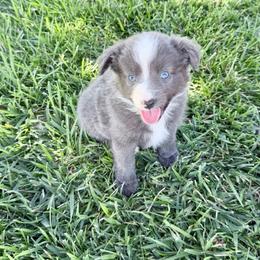 June - Black & white female Miniature Australian Shepherd puppy in California from Eagle River Aussies