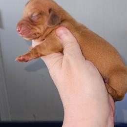 Boy 3 - Red male Dachshund puppy in Lansing, Michigan from Black Thunder 517 Cane Corso and Dachshunds and frenchies