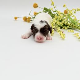 Harmony - Chocolate female Australian Labradoodle puppy in Denton, Texas from Dignity Labradoodles