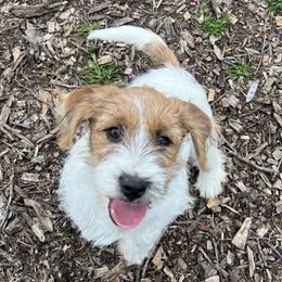 Bichon Frises, Russell Terriers, and Shetland Sheepdogs from Mountain Ash Farms