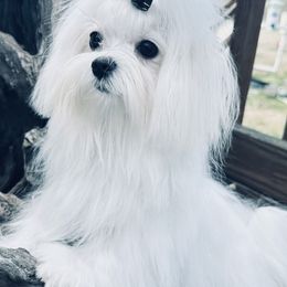 Lumi - Maltese