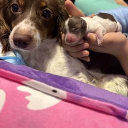 Dachshund Puppies from 208 Dox Dynasty