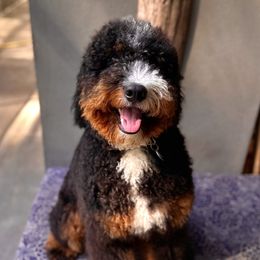 Harvey - Bernedoodle