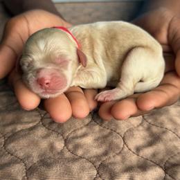 Red Collar Boy - Caramel cream male Australian Labradoodle puppy in Hagerstown, Maryland from Westfields Labradoodles