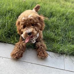 Goldendoodle All Grown Up from Goldendoodle AZ