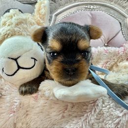 Dancer - Blue and gold male Yorkshire Terrier puppy in Oscoda, Michigan from Sweet Bella Babies