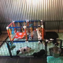 Borzoi Puppies from Spryfeat borzoi