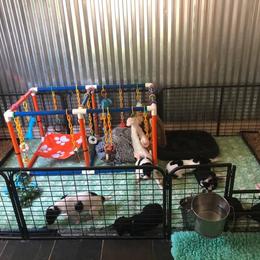 Borzoi Puppies from Spryfeat borzoi