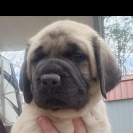 Black collar - Fawn Mastiff puppy in Murphy, North Carolina from Lakeside English Mastiffs of Georgia and North Carolina