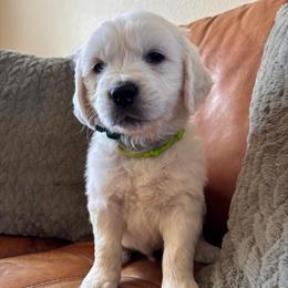Green boy - Light golden male Golden Retriever puppy in Pahrump, Nevada from Southern Nevada Goldens