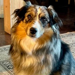 Millie May - Miniature Australian Shepherd