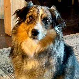Millie May - Miniature Australian Shepherd