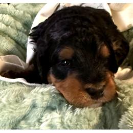 Honey Bear - Phantom female Bernedoodle puppy in Mint Hill, North Carolina from Ball-Y-Hoo Bernedoodles