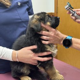 German Shepherd Puppies from Von Kingsburg Shepherds