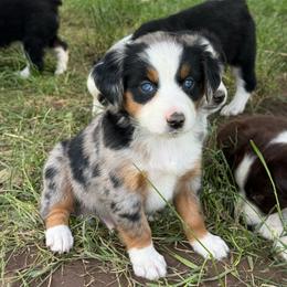Ruger - Blue merle male Miniature Australian Shepherd puppy in Marion, Michigan from Highland Hills Mini Aussies