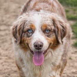 Champ - Red merle male Miniature Australian Shepherd puppy in Louisville, Mississippi from Kristy’s Kennels