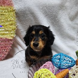 Boy 2 - Dachshund puppy in Florida from DK Miniature Dachshunds